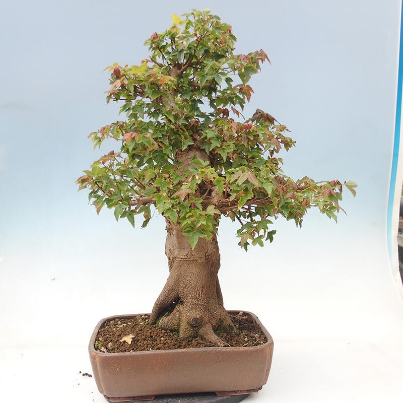 Venkovní bonsai - Acer Buergerianum - Javor Burgerův