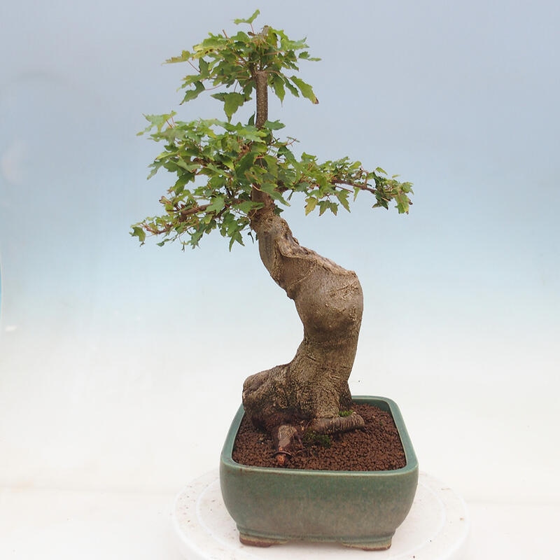 Venkovní bonsai - Acer Buergerianum - Javor Burgerův