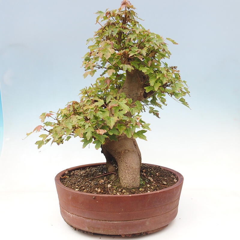 Venkovní bonsai - Acer Buergerianum - Javor Burgerův