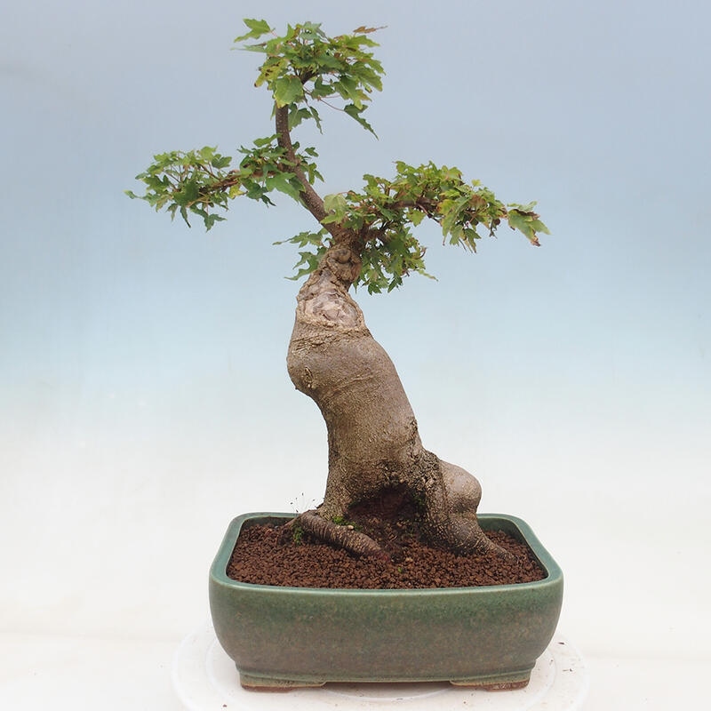 Venkovní bonsai - Acer Buergerianum - Javor Burgerův