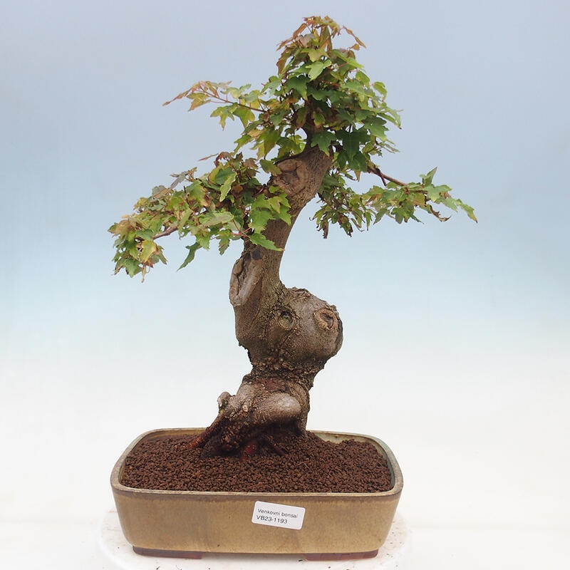 Venkovní bonsai - Acer Buergerianum - Javor Burgerův