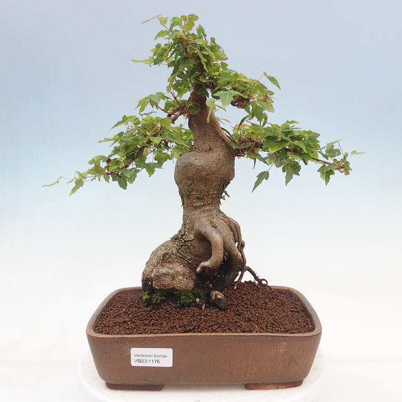 Venkovní bonsai - Acer Buergerianum - Javor Burgerův