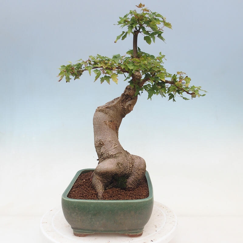 Venkovní bonsai - Acer Buergerianum - Javor Burgerův