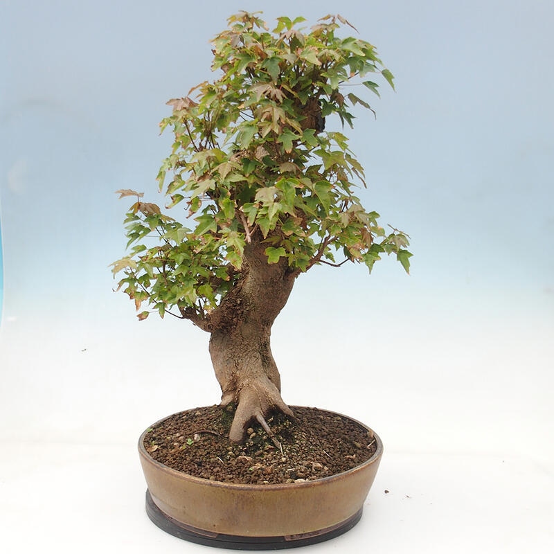 Venkovní bonsai - Acer Buergerianum - Javor Burgerův