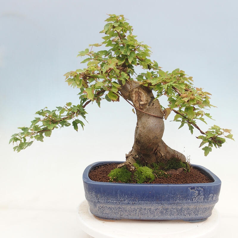 Venkovní bonsai - Acer Buergerianum - Javor Burgerův