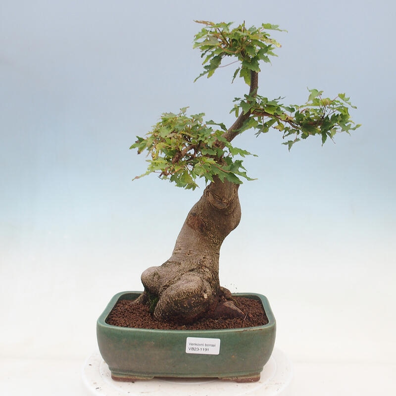 Venkovní bonsai - Acer Buergerianum - Javor Burgerův