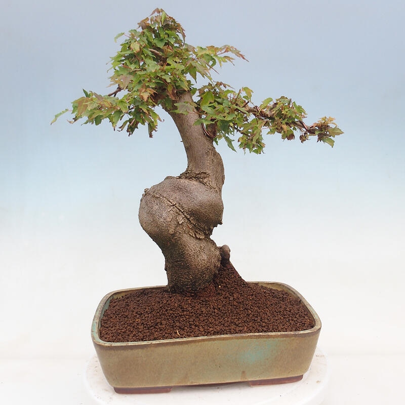 Venkovní bonsai - Acer Buergerianum - Javor Burgerův