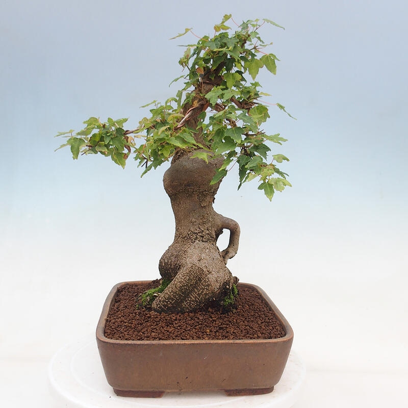 Venkovní bonsai - Acer Buergerianum - Javor Burgerův