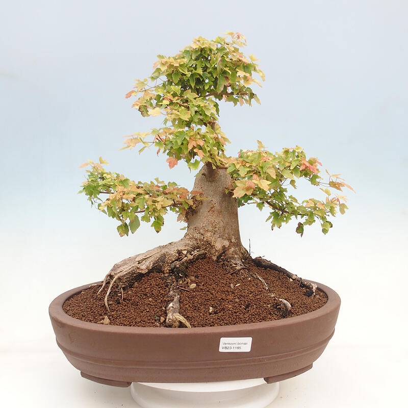 Venkovní bonsai - Acer Buergerianum - Javor Burgerův