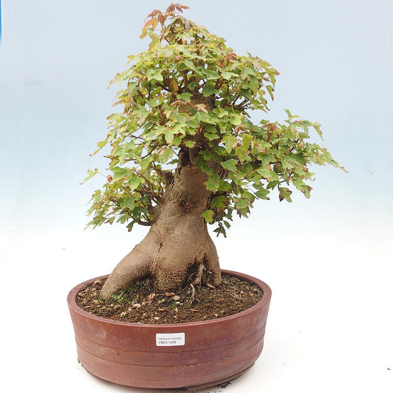 Venkovní bonsai - Acer Buergerianum - Javor Burgerův