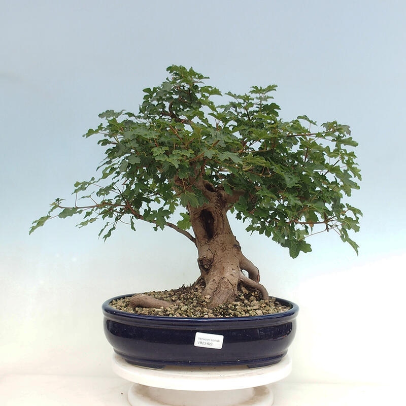 Venkovní bonsai - Acer Campestre - Javor babyka