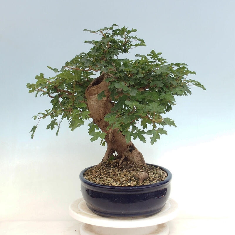 Venkovní bonsai - Acer Campestre - Javor babyka