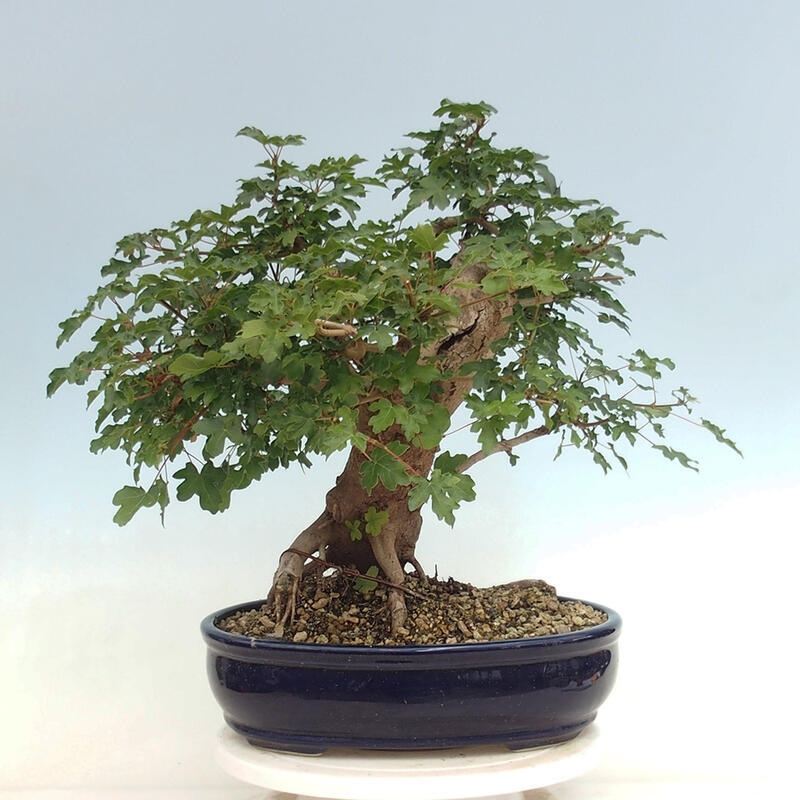 Venkovní bonsai - Acer Campestre - Javor babyka