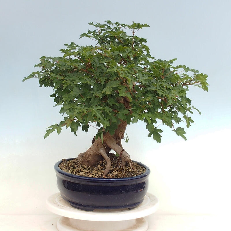 Venkovní bonsai - Acer Campestre - Javor babyka