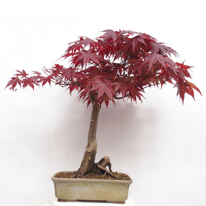 Venkovní bonsai - Acer palmatum Atropurpureum - Javor dlanitolistý červený