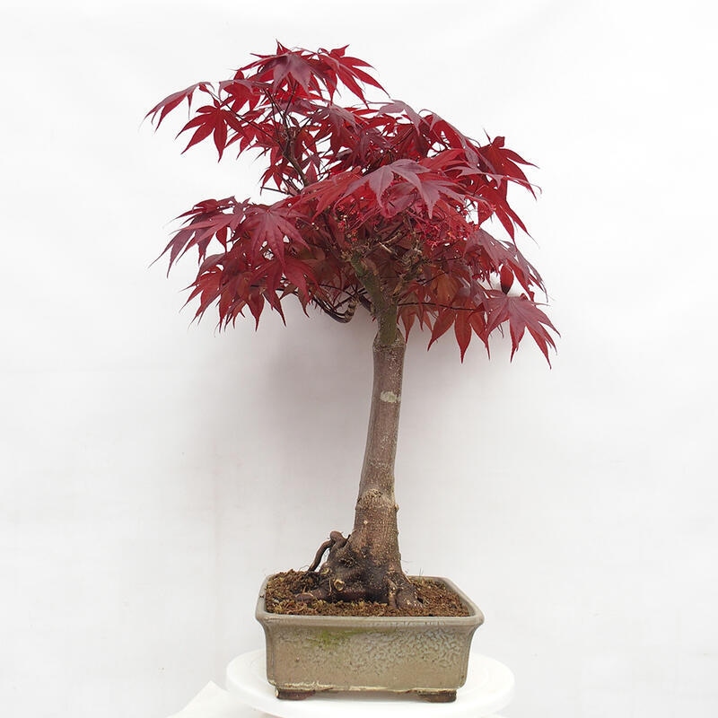 Venkovní bonsai - Acer palmatum Atropurpureum - Javor dlanitolistý červený