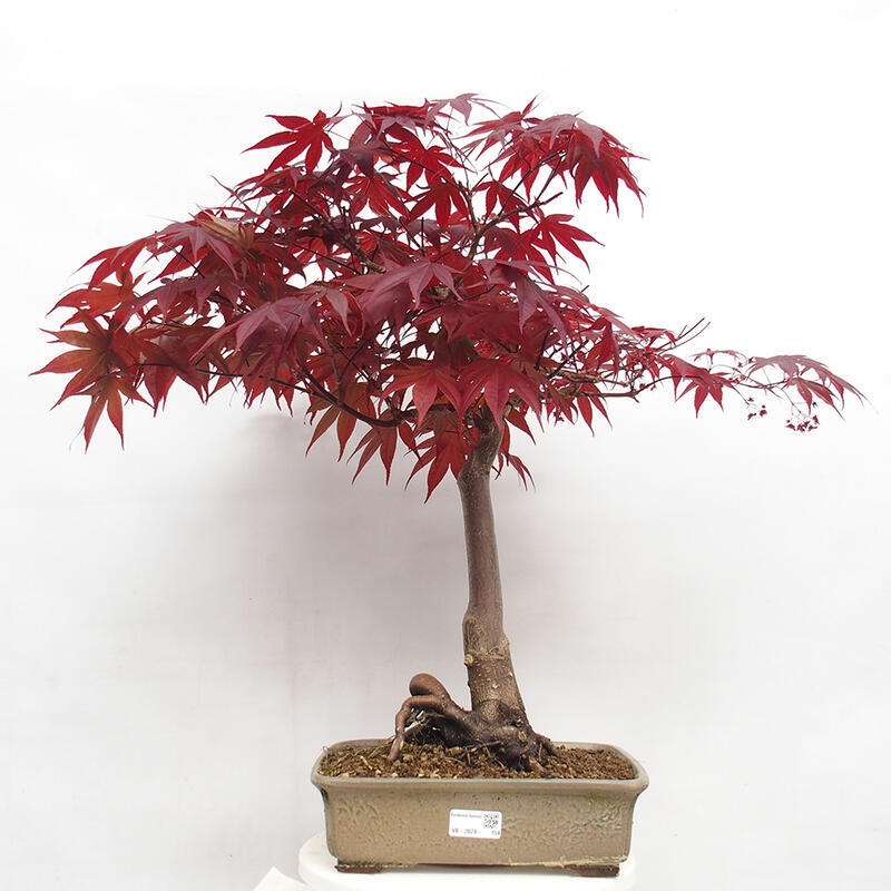 Venkovní bonsai - Acer palmatum Atropurpureum - Javor dlanitolistý červený