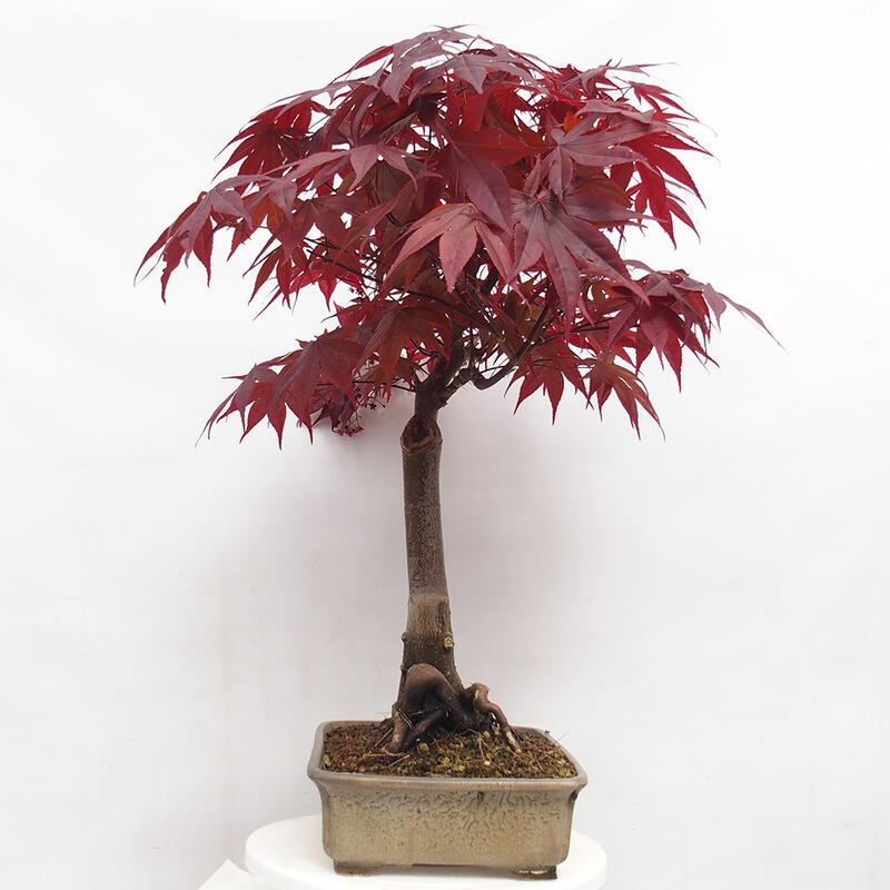 Venkovní bonsai - Acer palmatum Atropurpureum - Javor dlanitolistý červený