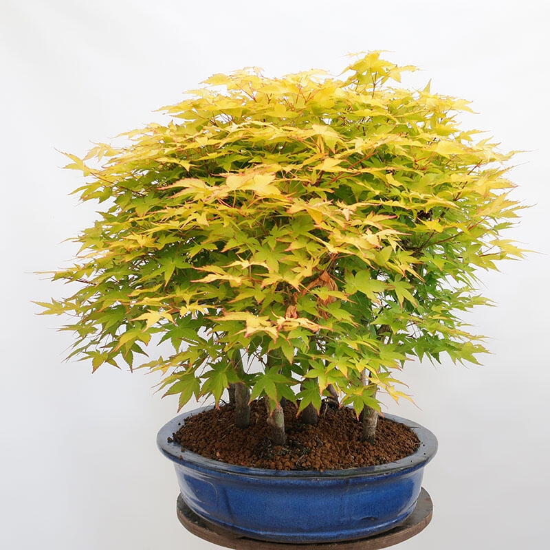 Venkovní bonsai - Acer palmatum Aureum - Javor dlanitolistý zlatý-lesík