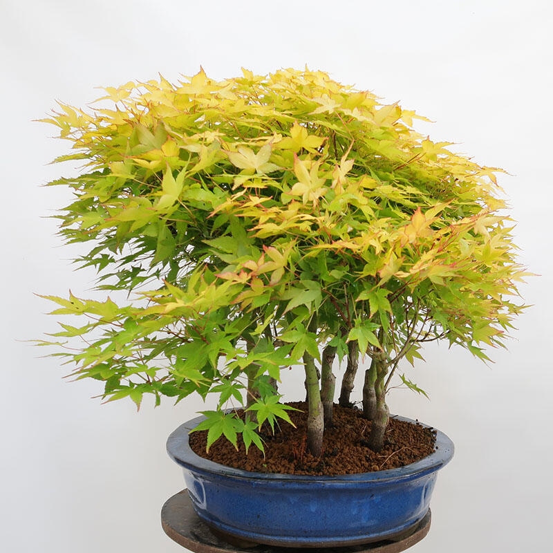 Venkovní bonsai - Acer palmatum Aureum - Javor dlanitolistý zlatý-lesík