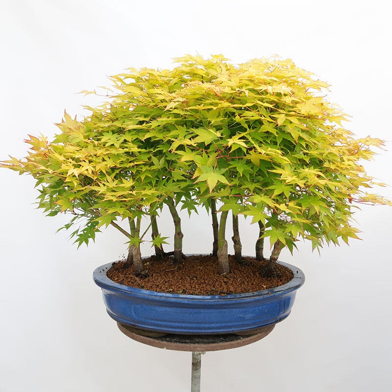 Venkovní bonsai - Acer palmatum Aureum - Javor dlanitolistý zlatý-lesík