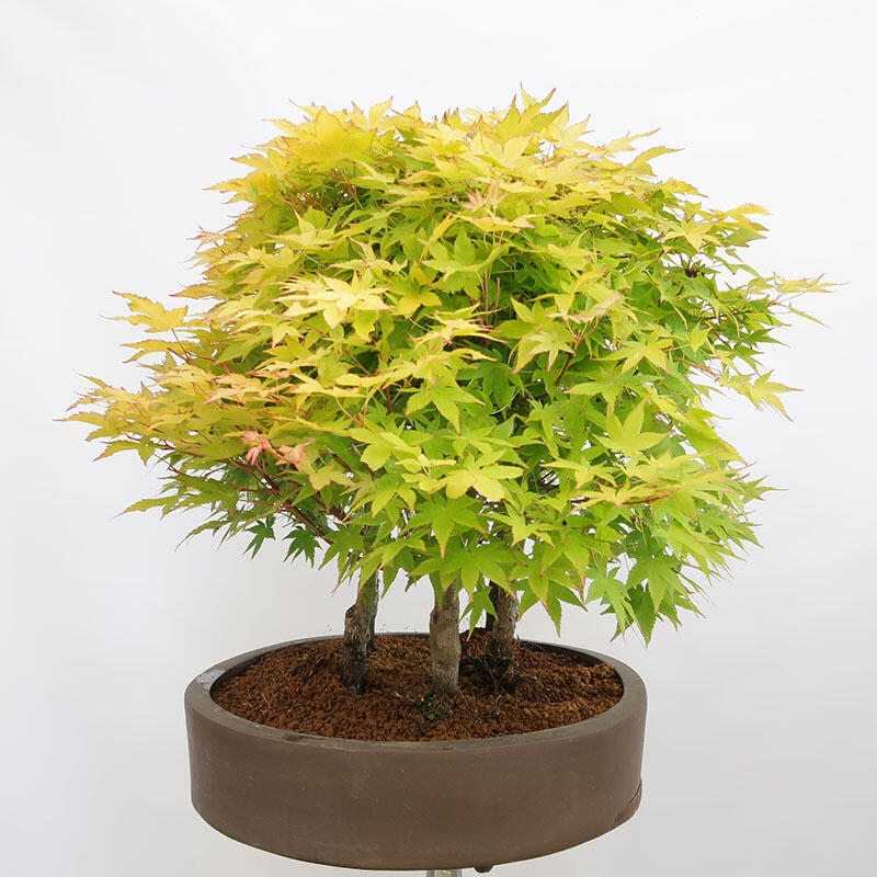 Venkovní bonsai - Acer palmatum Aureum - Javor dlanitolistý zlatý-lesík