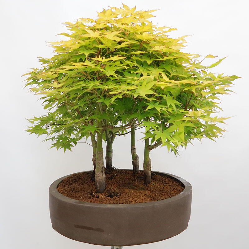 Venkovní bonsai - Acer palmatum Aureum - Javor dlanitolistý zlatý-lesík