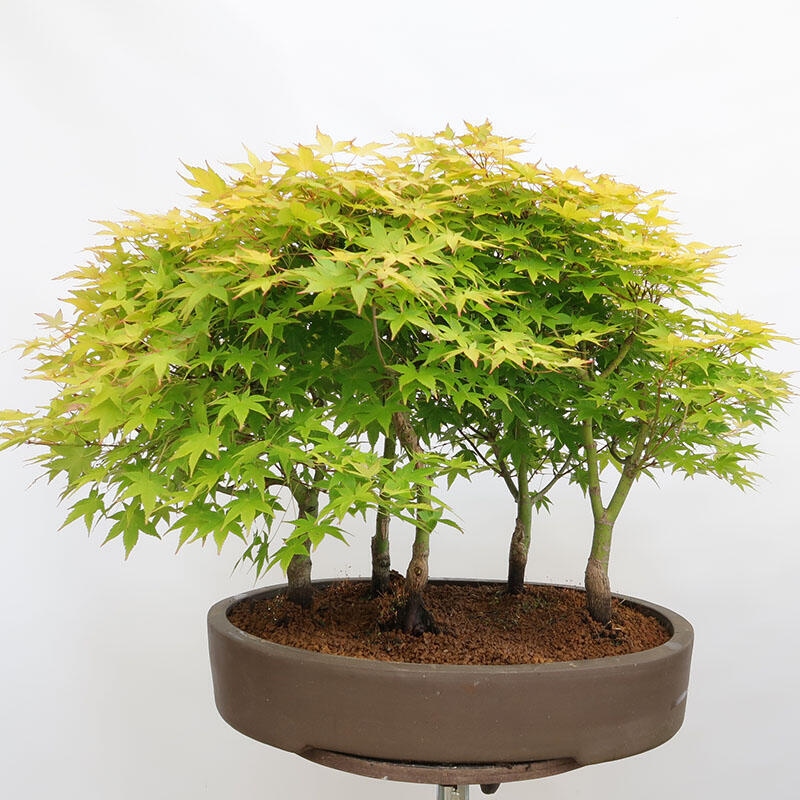 Venkovní bonsai - Acer palmatum Aureum - Javor dlanitolistý zlatý-lesík