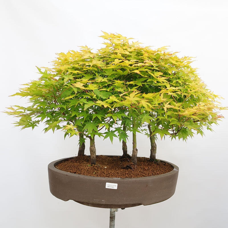 Venkovní bonsai - Acer palmatum Aureum - Javor dlanitolistý zlatý-lesík