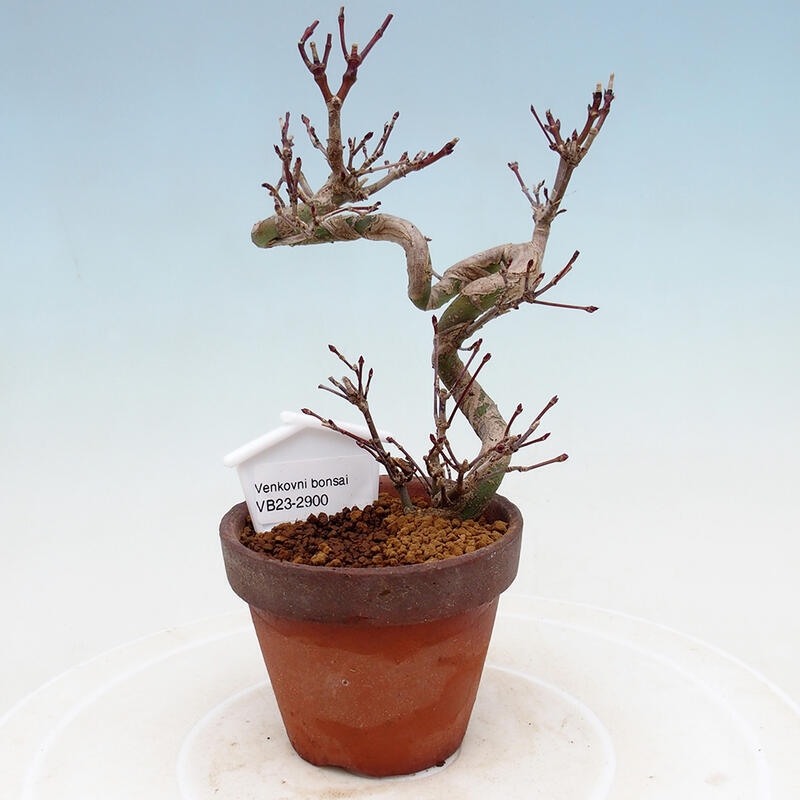 Venkovní bonsai  Acer palmatum - Javor dlanitolistý