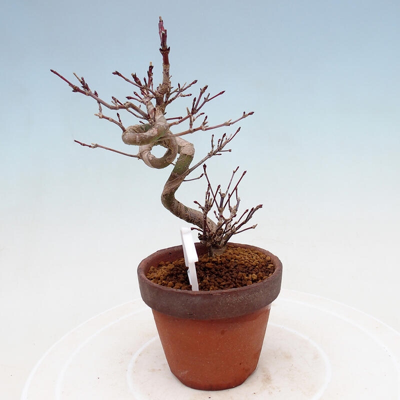 Venkovní bonsai  Acer palmatum - Javor dlanitolistý