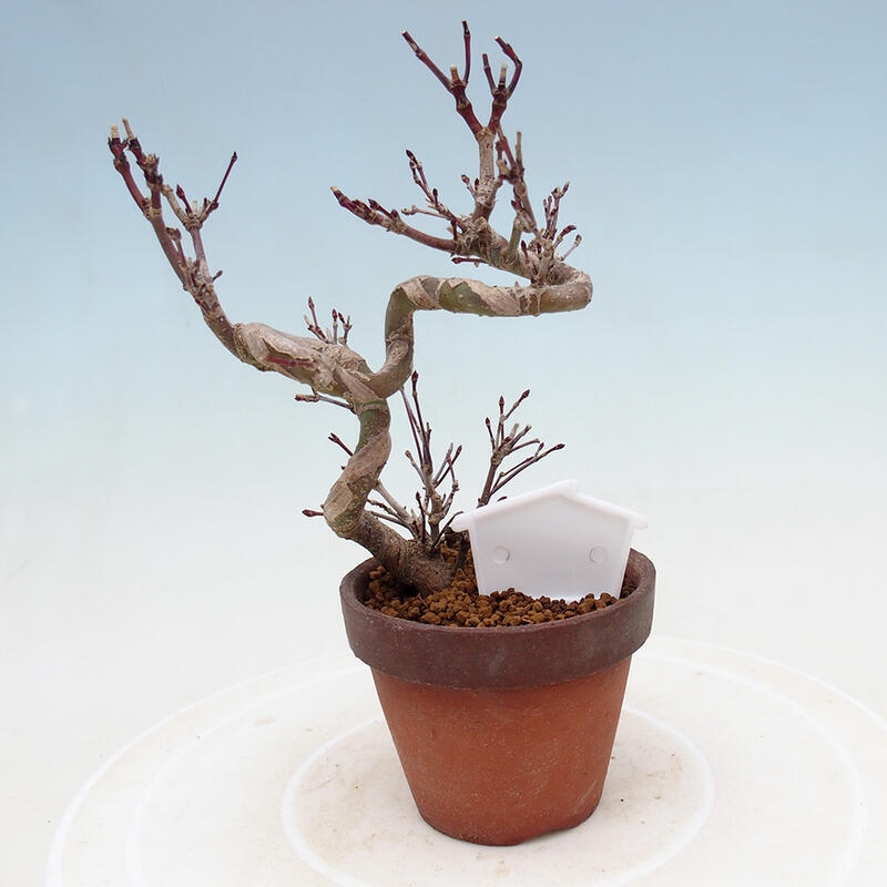 Venkovní bonsai  Acer palmatum - Javor dlanitolistý