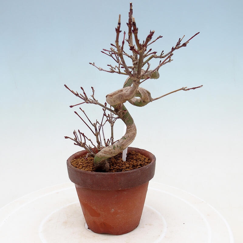 Venkovní bonsai  Acer palmatum - Javor dlanitolistý