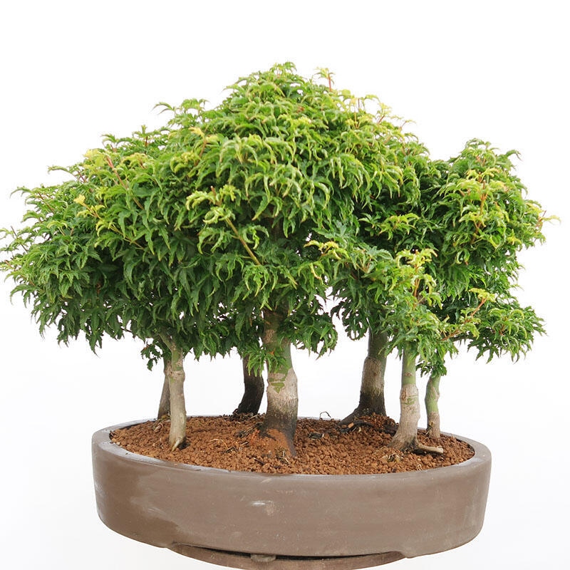 Venkovní bonsai - Acer palmatum SHISHIGASHIRA- Javor malolistý-lesík