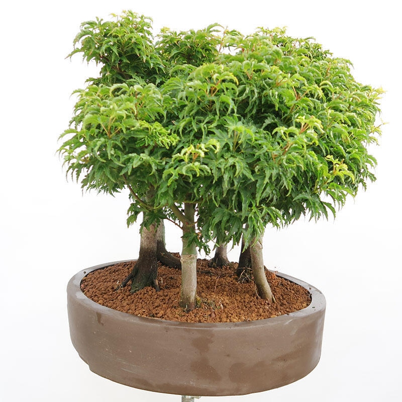 Venkovní bonsai - Acer palmatum SHISHIGASHIRA- Javor malolistý-lesík