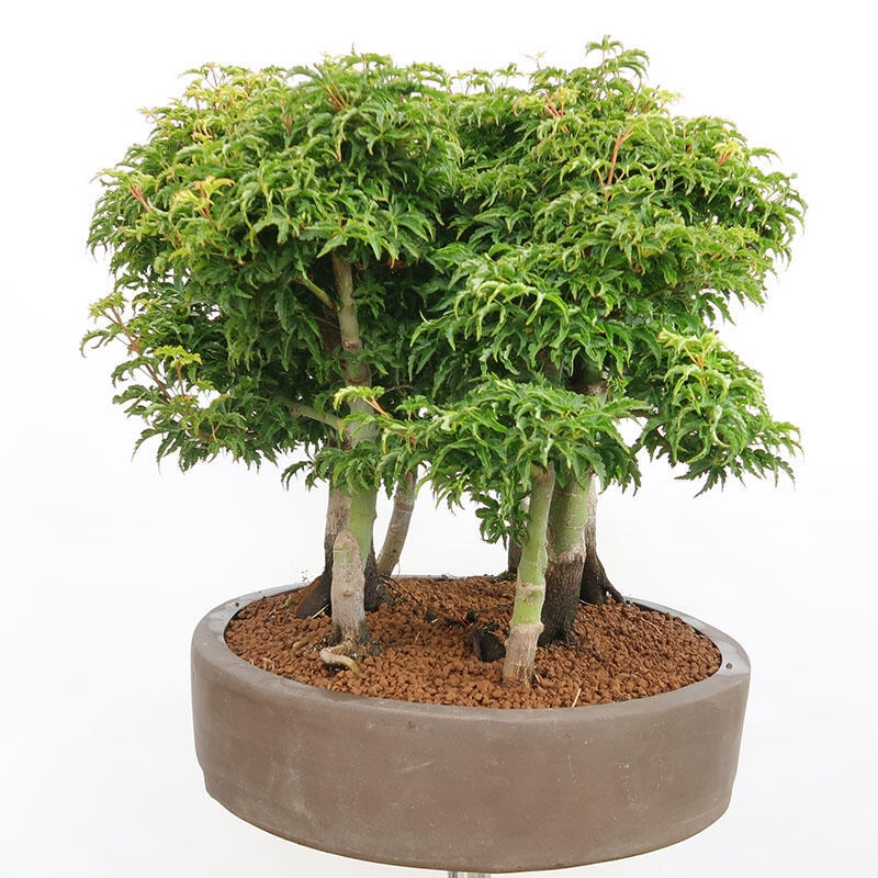 Venkovní bonsai - Acer palmatum SHISHIGASHIRA- Javor malolistý-lesík