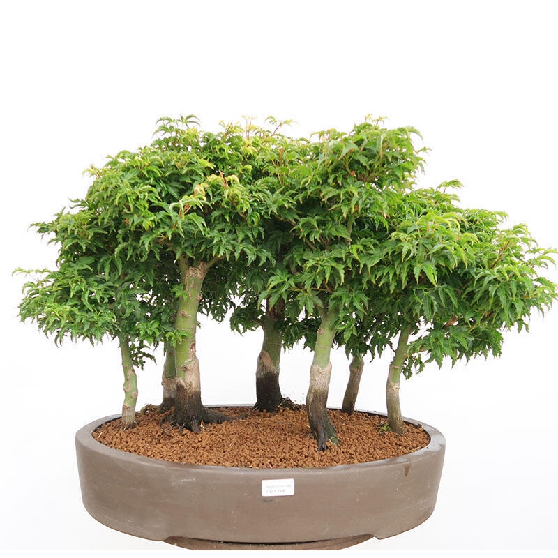 Venkovní bonsai - Acer palmatum SHISHIGASHIRA- Javor malolistý-lesík