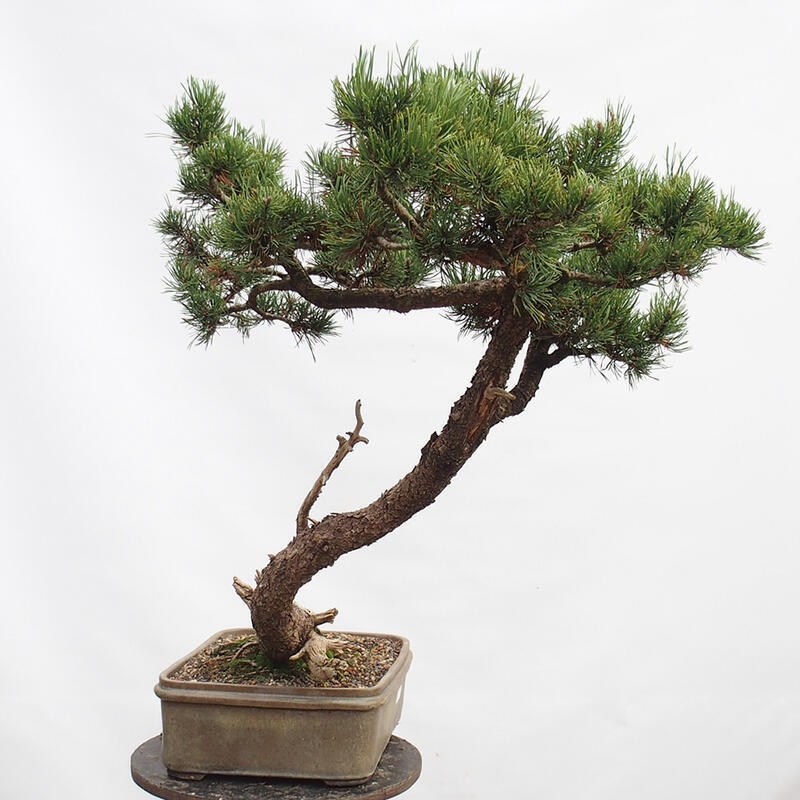 Venkovní bonsai -Borovice blatka - Pinus uncinata