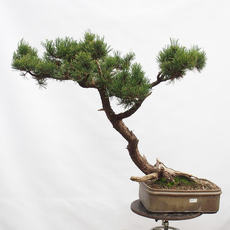 Venkovní bonsai -Borovice blatka - Pinus uncinata