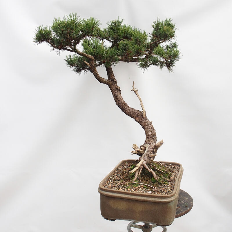 Venkovní bonsai -Borovice blatka - Pinus uncinata