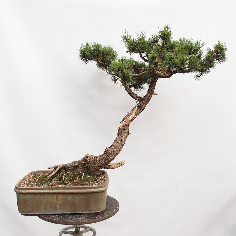 Venkovní bonsai -Borovice blatka - Pinus uncinata