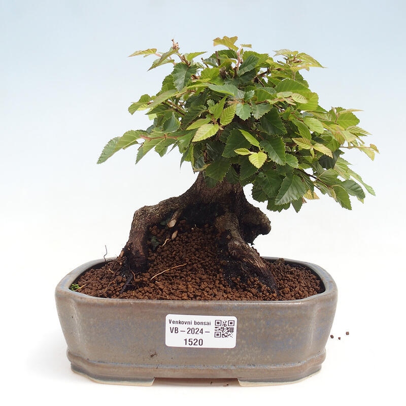 Venkovní bonsai -Carpinus CARPINOIDES - Habr korejský