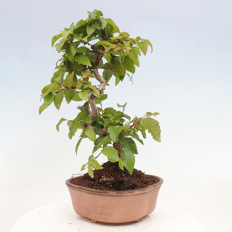 Venkovní bonsai -Carpinus CARPINOIDES - Habr korejský