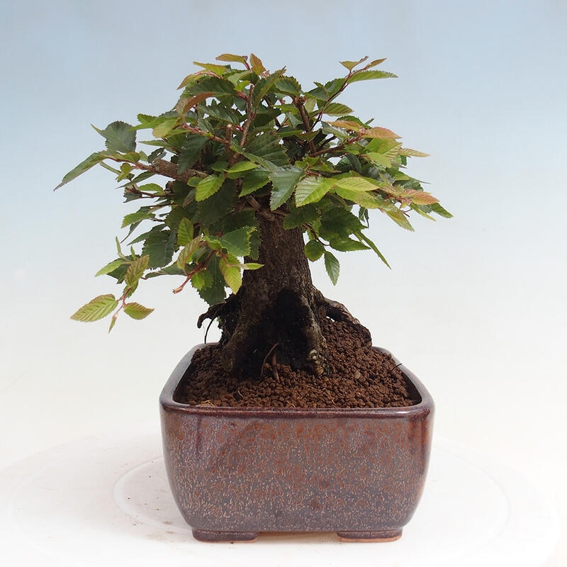 Venkovní bonsai -Carpinus CARPINOIDES - Habr korejský