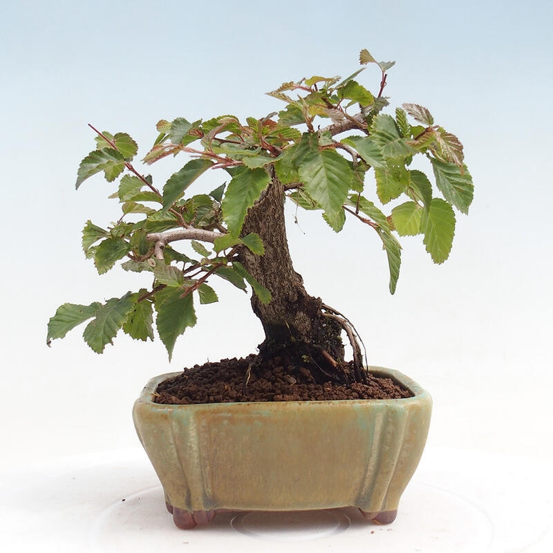 Venkovní bonsai -Carpinus CARPINOIDES - Habr korejský