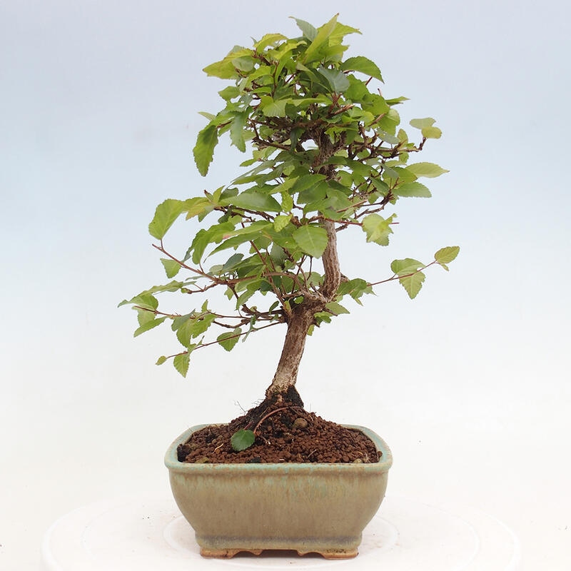 Venkovní bonsai -Carpinus CARPINOIDES - Habr korejský