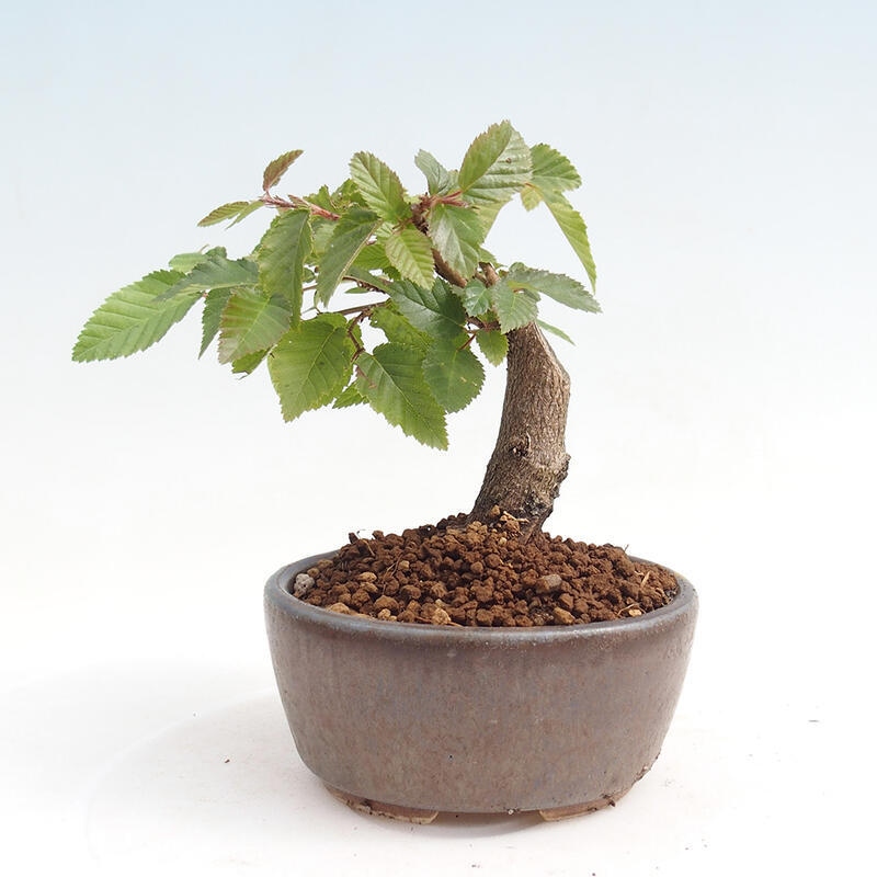 Venkovní bonsai -Carpinus CARPINOIDES - Habr korejský