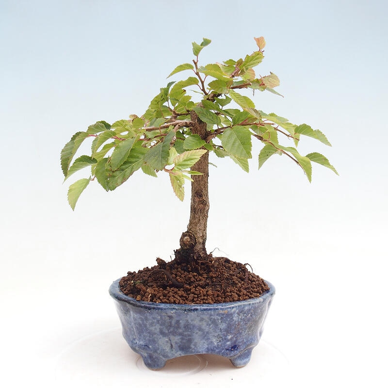 Venkovní bonsai -Carpinus CARPINOIDES - Habr korejský