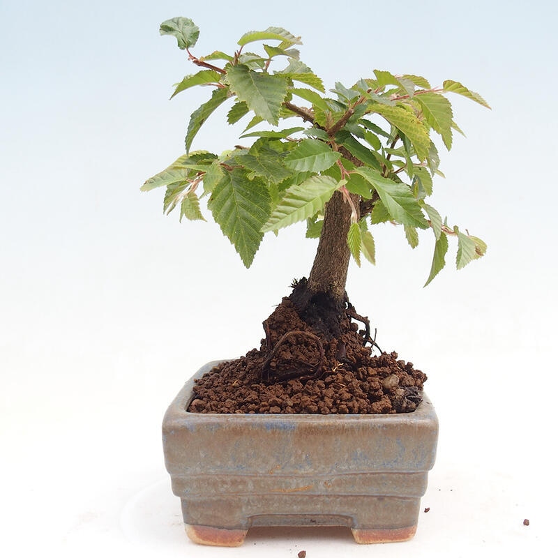 Venkovní bonsai -Carpinus CARPINOIDES - Habr korejský