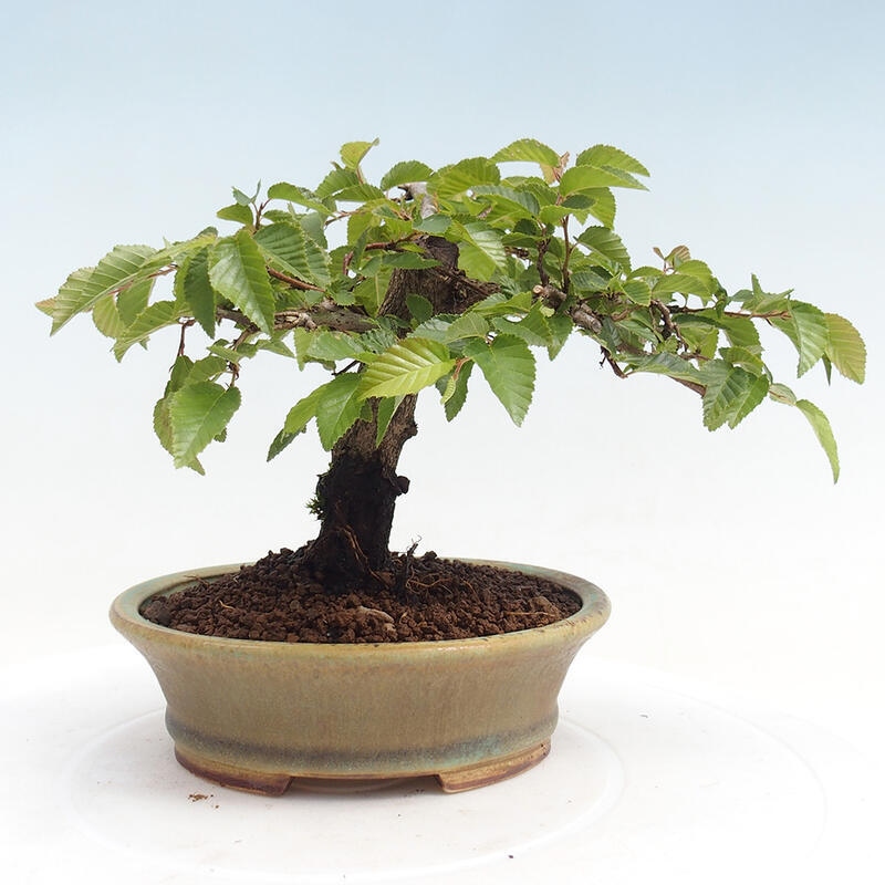 Venkovní bonsai -Carpinus CARPINOIDES - Habr korejský